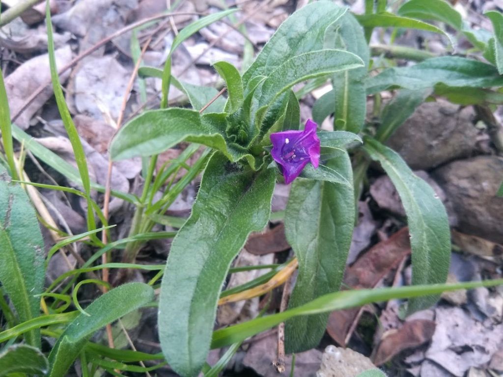 echium vulgare?